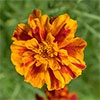 imagen de flor de calendula